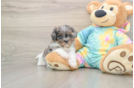 Popular Shih Poo Poodle Mix Pup
