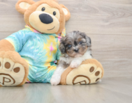 5 week old Shih Poo Puppy For Sale - Windy City Pups