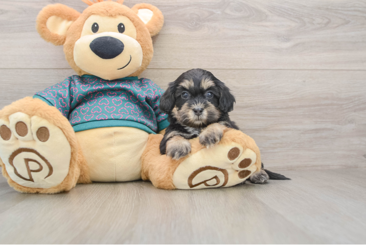 Shih Poo Puppy for Adoption