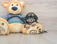 8 week old Shih Poo Puppy For Sale - Windy City Pups