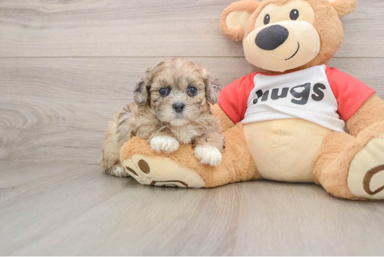 Friendly Shih Poo Baby