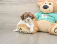 8 week old Shih Poo Puppy For Sale - Windy City Pups