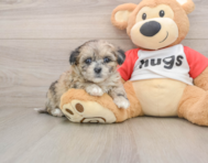 8 week old Shih Poo Puppy For Sale - Windy City Pups