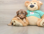 8 week old Shih Poo Puppy For Sale - Windy City Pups