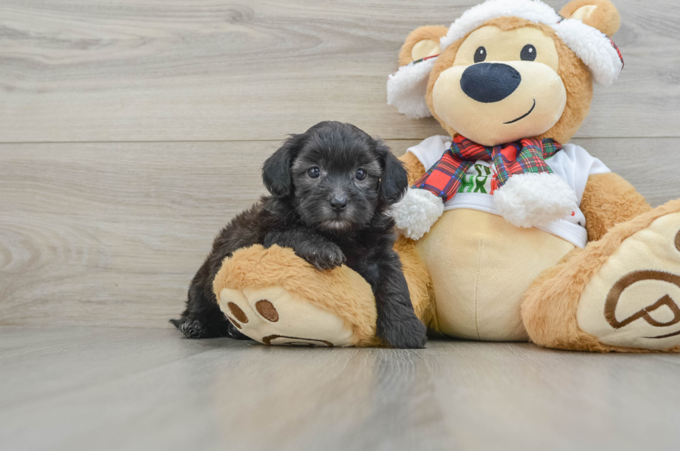 5 week old Shih Poo Puppy For Sale - Windy City Pups