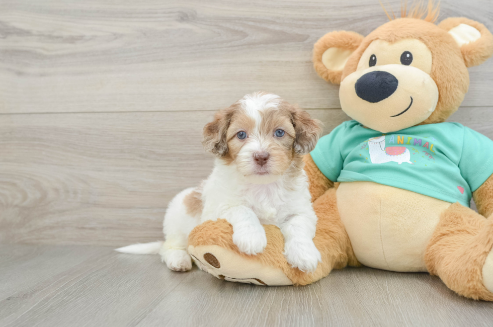 7 week old Shih Poo Puppy For Sale - Windy City Pups