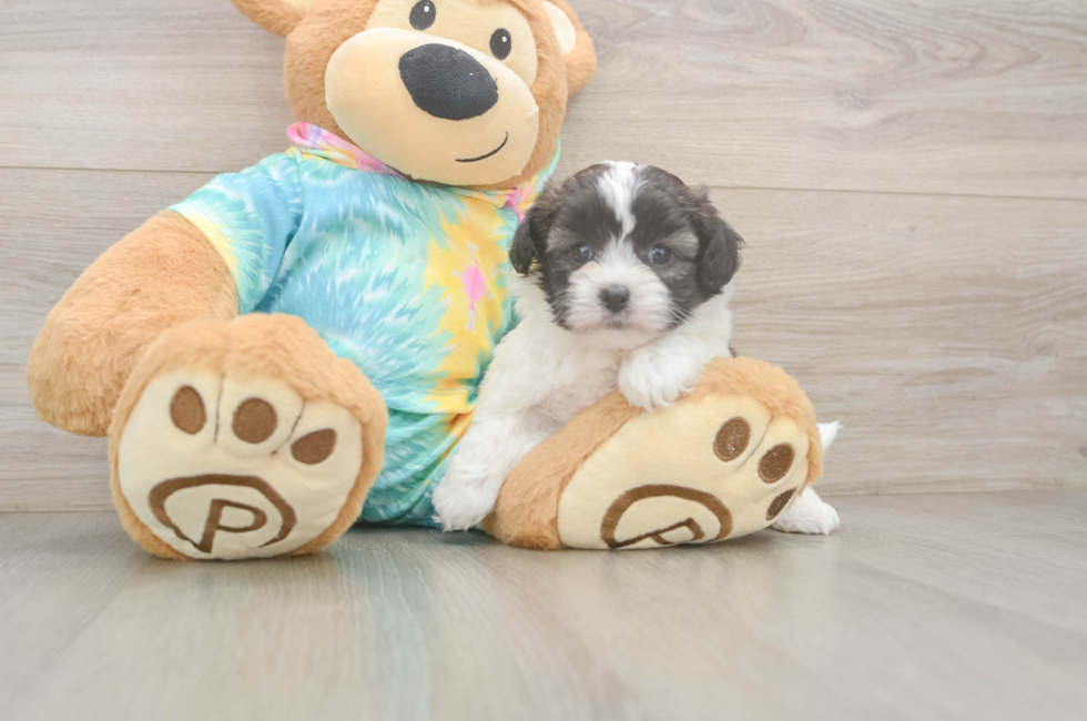6 week old Shih Poo Puppy For Sale - Windy City Pups