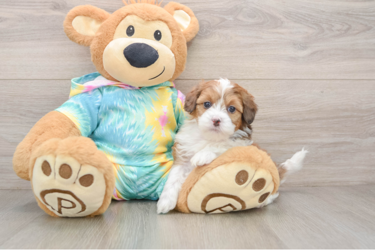 Adorable Shih Poo Poodle Mix Puppy