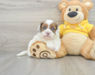 10 week old Shih Poo Puppy For Sale - Windy City Pups