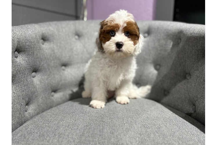 Shih Poo Puppy for Adoption