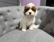 13 week old Shih Poo Puppy For Sale - Windy City Pups