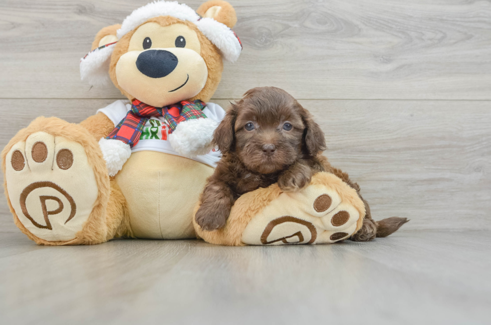 5 week old Shih Poo Puppy For Sale - Windy City Pups