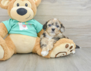 5 week old Shih Poo Puppy For Sale - Windy City Pups