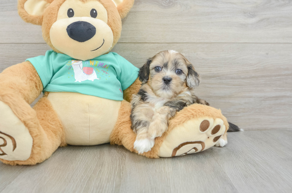 7 week old Shih Poo Puppy For Sale - Windy City Pups