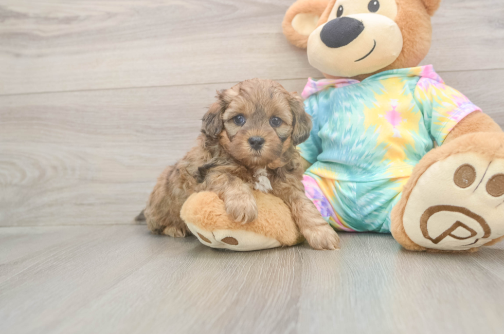 5 week old Shih Poo Puppy For Sale - Windy City Pups