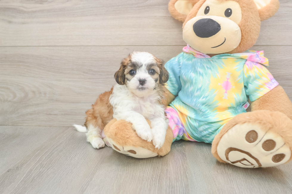 Adorable Shih Poo Poodle Mix Puppy