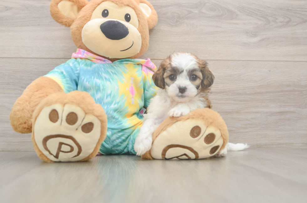 5 week old Shih Poo Puppy For Sale - Windy City Pups
