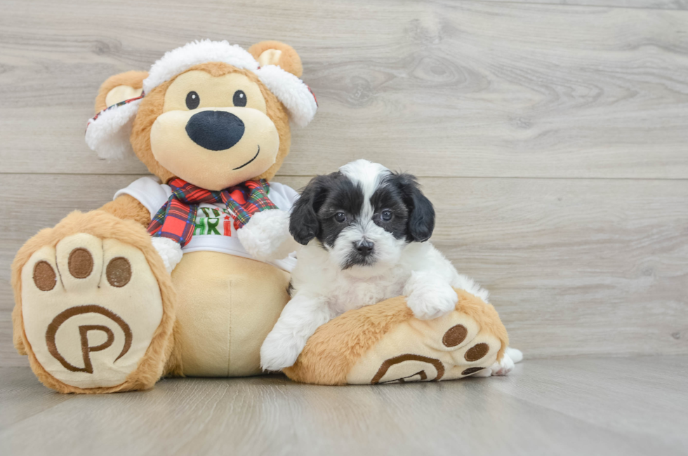 5 week old Shih Poo Puppy For Sale - Windy City Pups