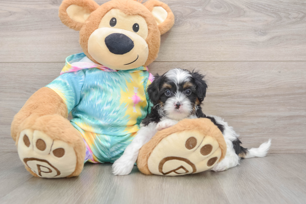 Shih Poo Pup Being Cute
