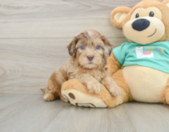 5 week old Shih Poo Puppy For Sale - Windy City Pups