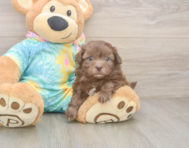6 week old Shih Poo Puppy For Sale - Windy City Pups
