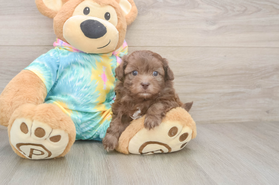 6 week old Shih Poo Puppy For Sale - Windy City Pups