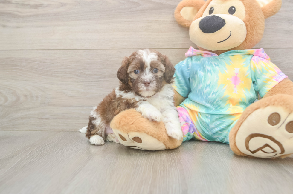 5 week old Shih Poo Puppy For Sale - Windy City Pups