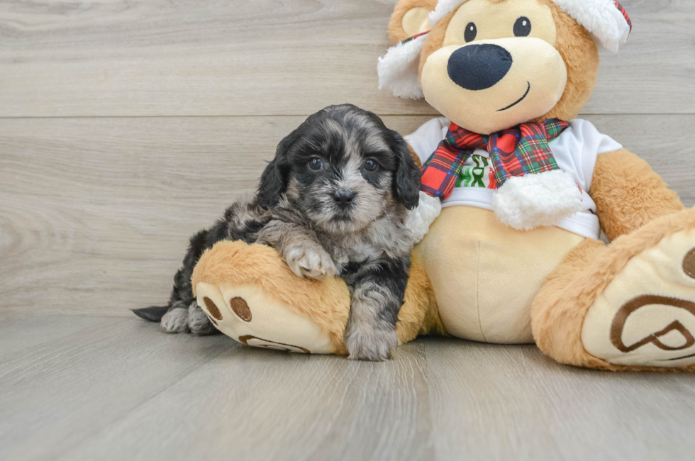 5 week old Shih Poo Puppy For Sale - Windy City Pups