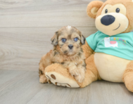 7 week old Shih Poo Puppy For Sale - Windy City Pups