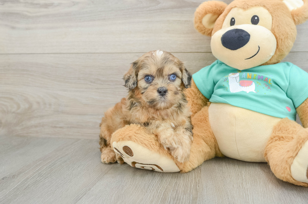 7 week old Shih Poo Puppy For Sale - Windy City Pups