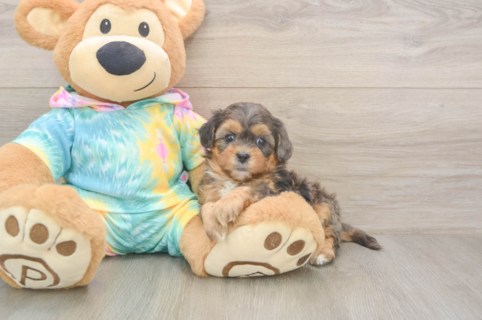 5 week old Shih Poo Puppy For Sale - Windy City Pups