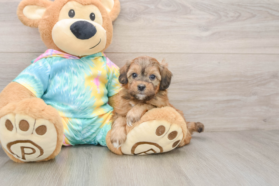 Friendly Shih Poo Baby