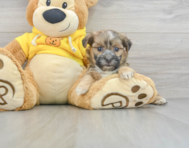 9 week old Shih Poo Puppy For Sale - Windy City Pups