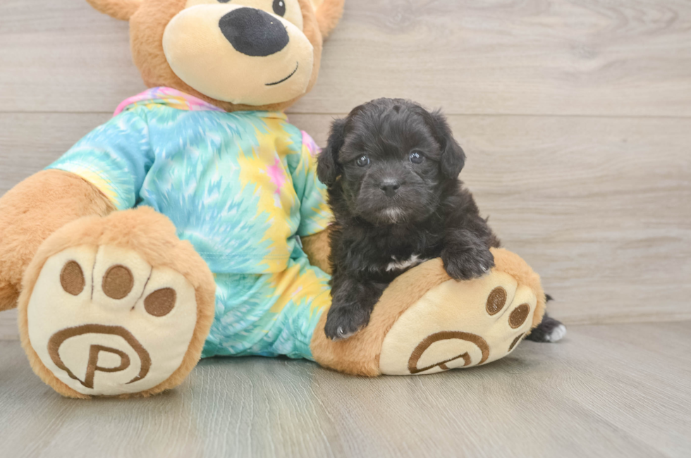 6 week old Shih Poo Puppy For Sale - Windy City Pups