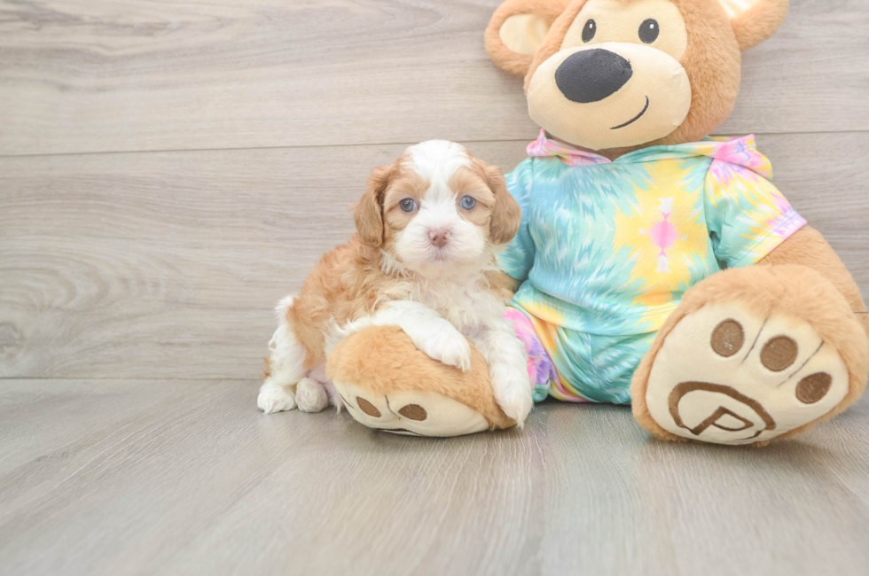 5 week old Shih Poo Puppy For Sale - Windy City Pups