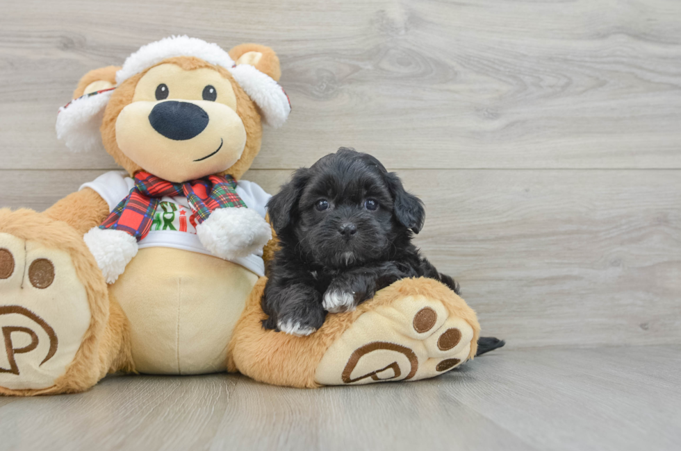 5 week old Shih Poo Puppy For Sale - Windy City Pups