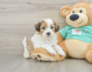 7 week old Shih Poo Puppy For Sale - Windy City Pups