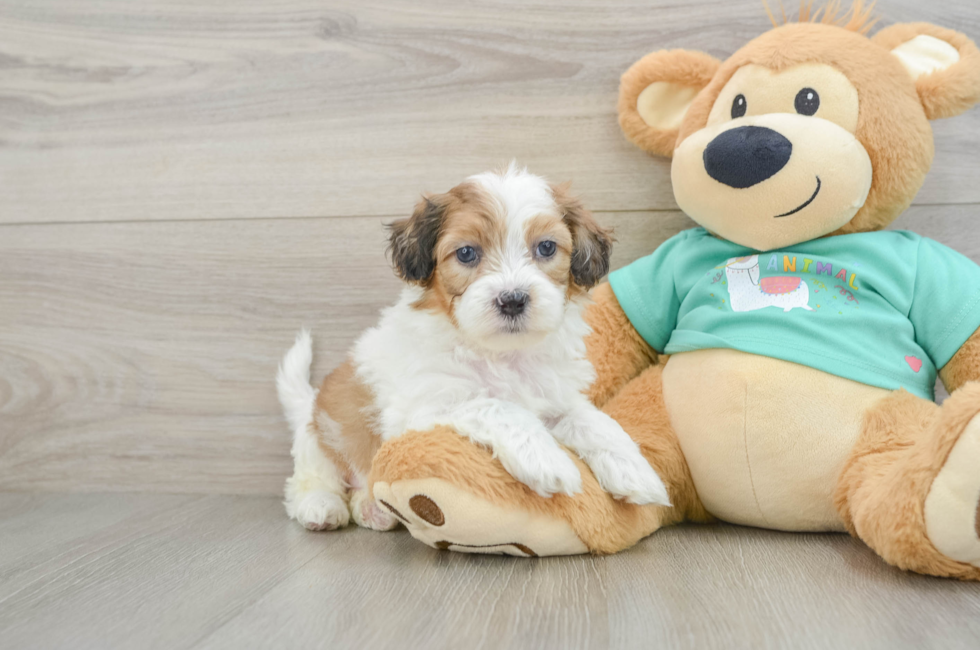 7 week old Shih Poo Puppy For Sale - Windy City Pups