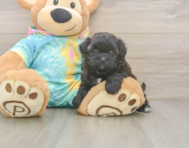 6 week old Shih Poo Puppy For Sale - Windy City Pups