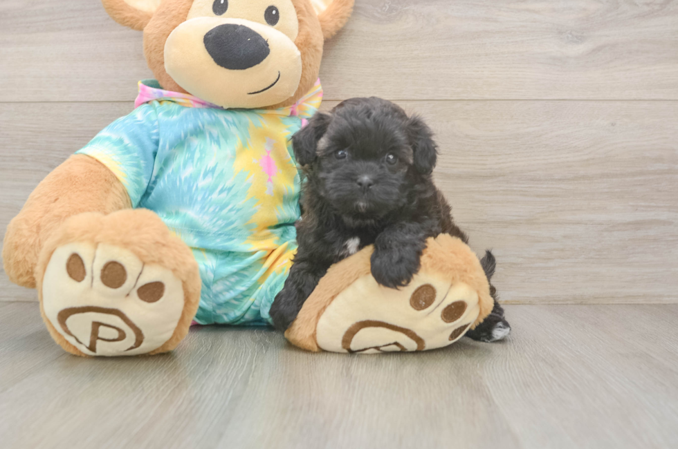 6 week old Shih Poo Puppy For Sale - Windy City Pups