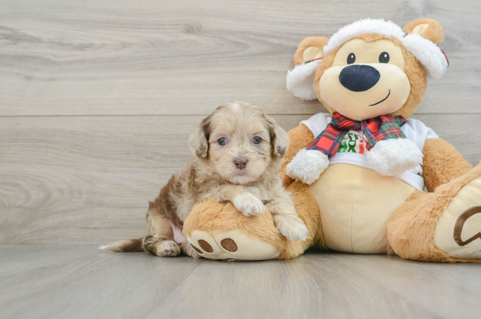 5 week old Shih Poo Puppy For Sale - Windy City Pups