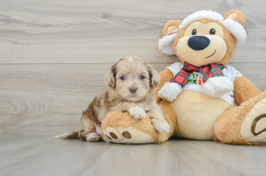 Fluffy Shih Poo Poodle Mix Pup