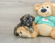 8 week old Shih Poo Puppy For Sale - Windy City Pups