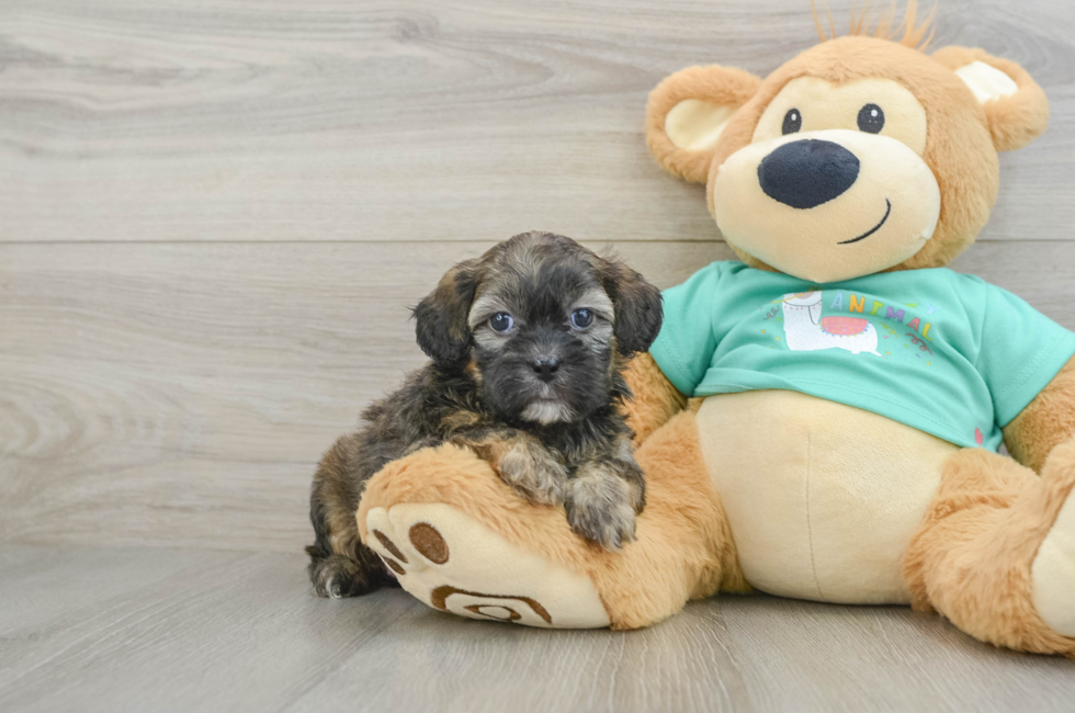 7 week old Shih Poo Puppy For Sale - Windy City Pups