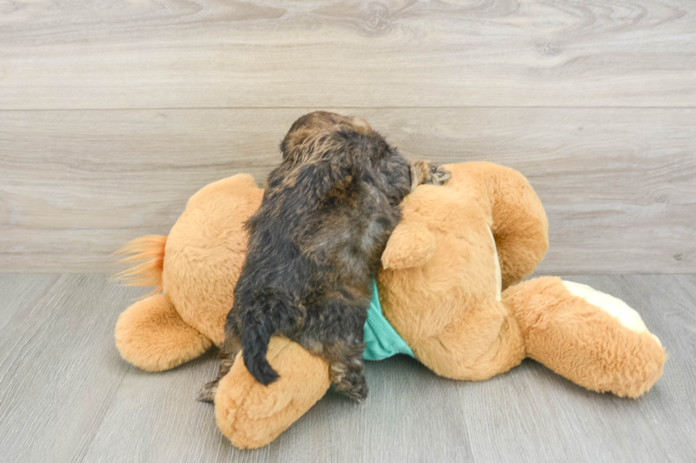 Smart Shih Poo Poodle Mix Pup