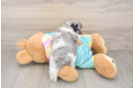 Best Shih Poo Baby