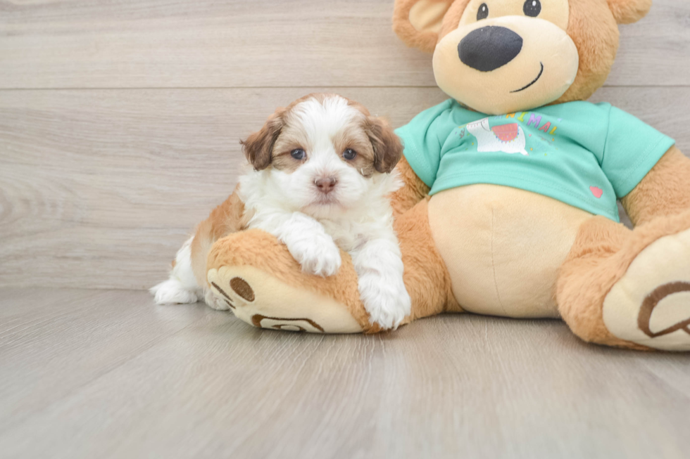 Small Shih Poo Baby