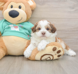 7 week old Shih Poo Puppy For Sale - Windy City Pups