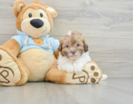 8 week old Shih Poo Puppy For Sale - Windy City Pups