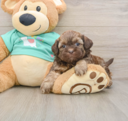 7 week old Shih Poo Puppy For Sale - Windy City Pups